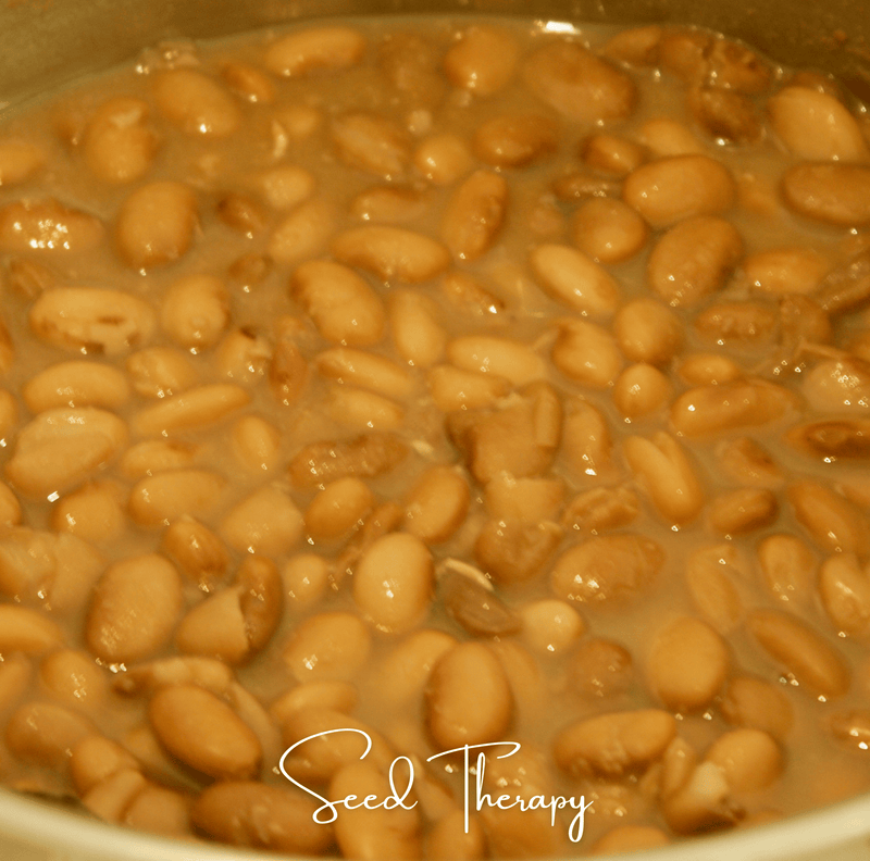 Load image into Gallery viewer, Pinto Bean – 20 Seeds
