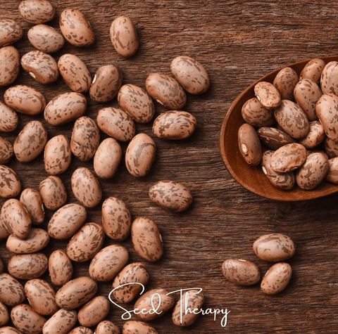 Pinto Bean 20 Seeds