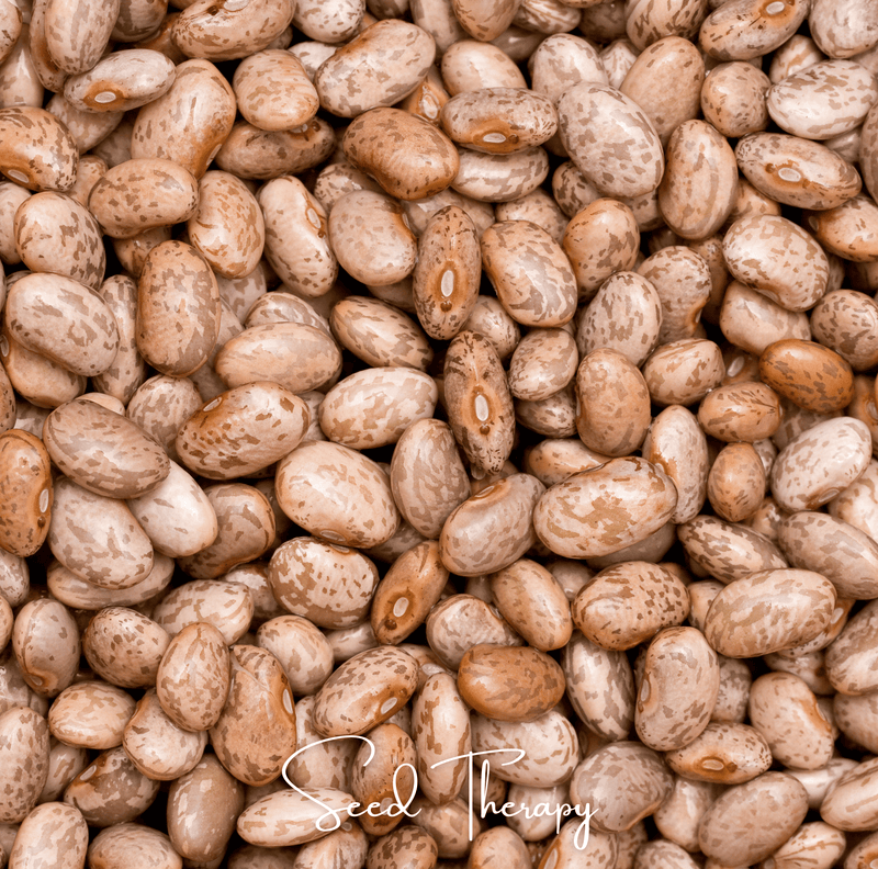 Load image into Gallery viewer, Pinto Bean – 20 Seeds
