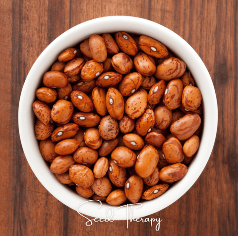 Pinto Bean – 20 Seeds, additional product view 2