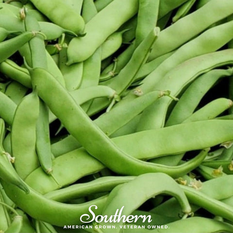 Roma II Bean (Bush Bean) – 30 Seeds, additional product view 2