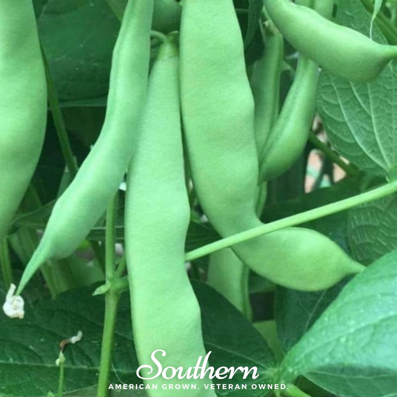 Load image into Gallery viewer, Roma II Bean (Bush Bean) – 30 Seeds

