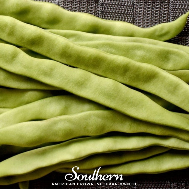 Load image into Gallery viewer, Roma II Bean (Bush Bean) – 30 Seeds
