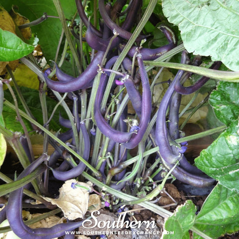 Royal Burgundy Bean (Bush) – 50 Seeds, additional product view 2