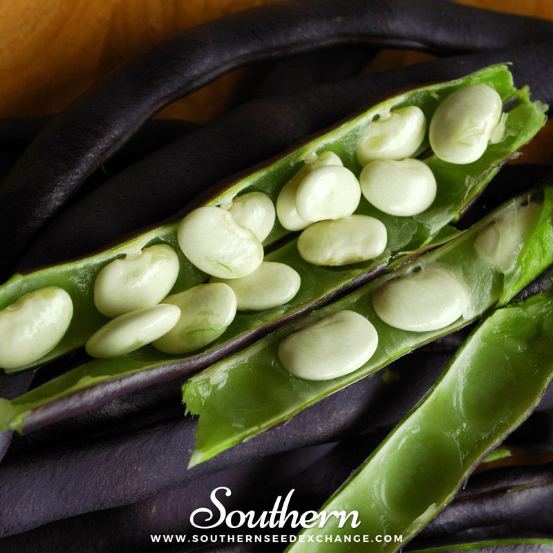 Load image into Gallery viewer, Royal Burgundy Bean (Bush) – 50 Seeds

