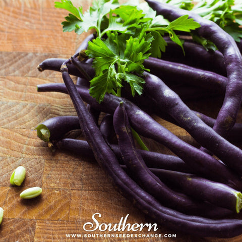 Royal Burgundy bush bean seeds package, 50 count, GrowTime Garden Supply