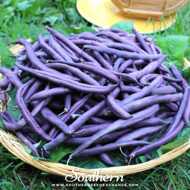 Load image into Gallery viewer, Royal Burgundy Bean (Bush) – 50 Seeds
