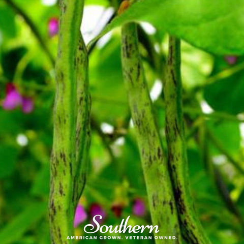 Tiger's Eye Bean (Bush) – 30 Seeds, additional product view 2