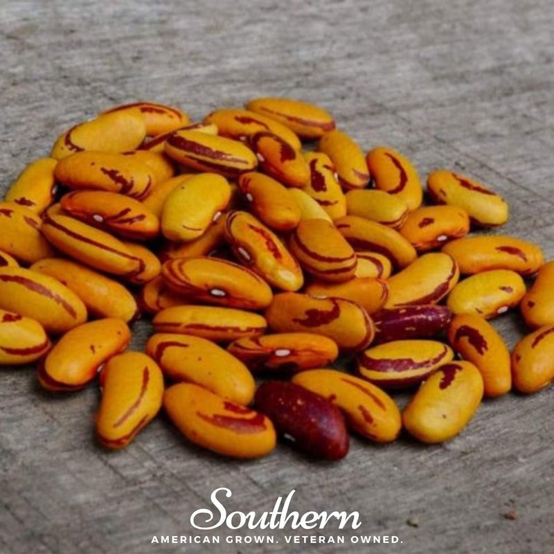 Load image into Gallery viewer, Tiger's Eye Bean (Bush) – 30 Seeds
