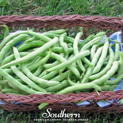 Topcrop bush bean seeds package, 50 count, GrowTime Garden Supply