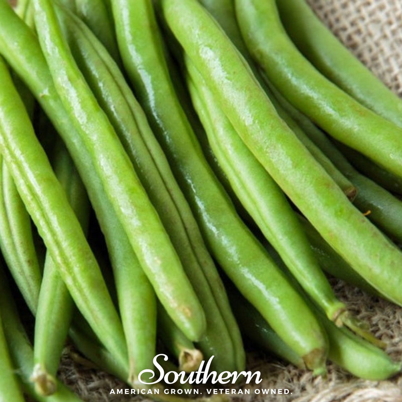 Load image into Gallery viewer, Topcrop Bean (Bush) – 50 Seeds
