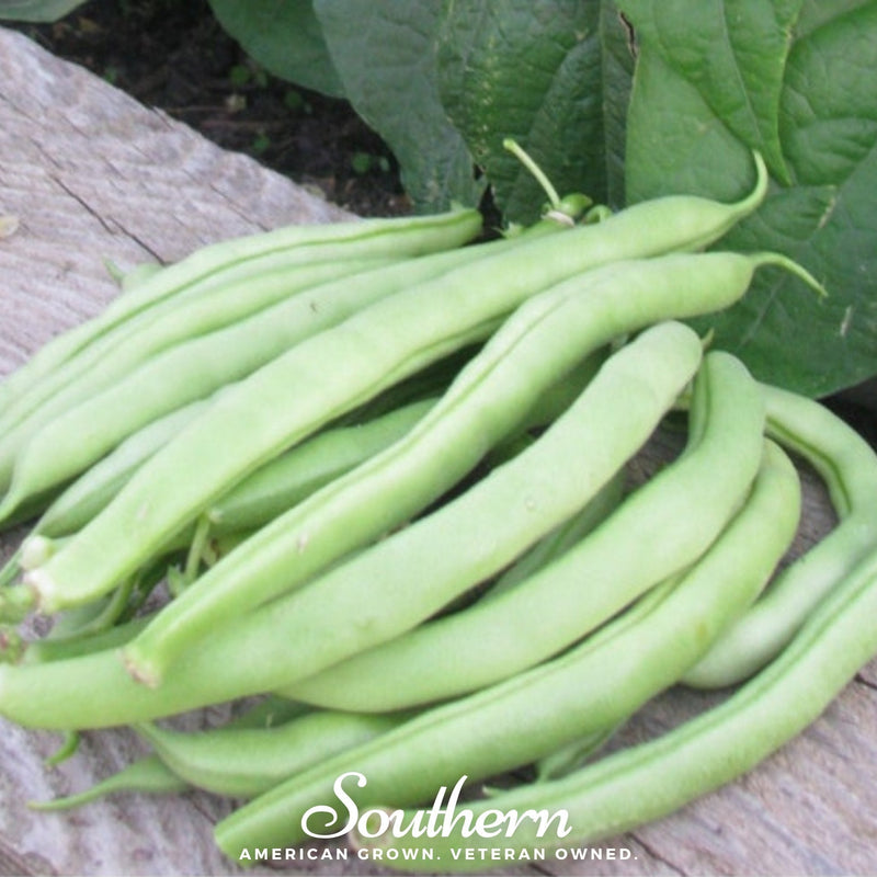 Load image into Gallery viewer, Topcrop Bean (Bush) – 50 Seeds
