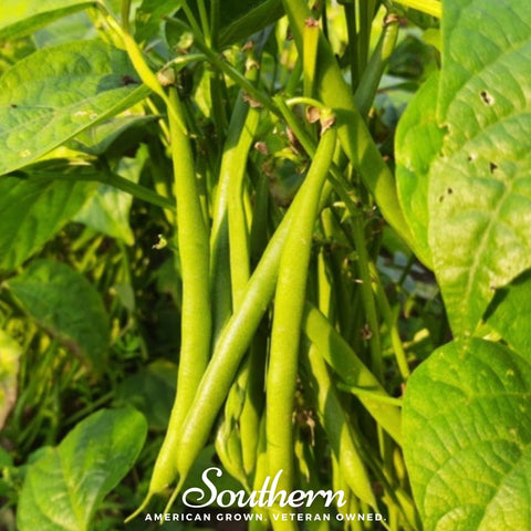 Topcrop Bean (Bush) – 50 Seeds, additional product view 2