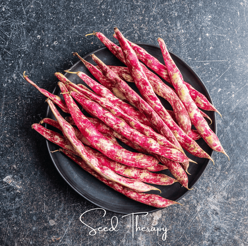 Load image into Gallery viewer, Vermont Cranberry Bean (Bush) – 20 Seeds
