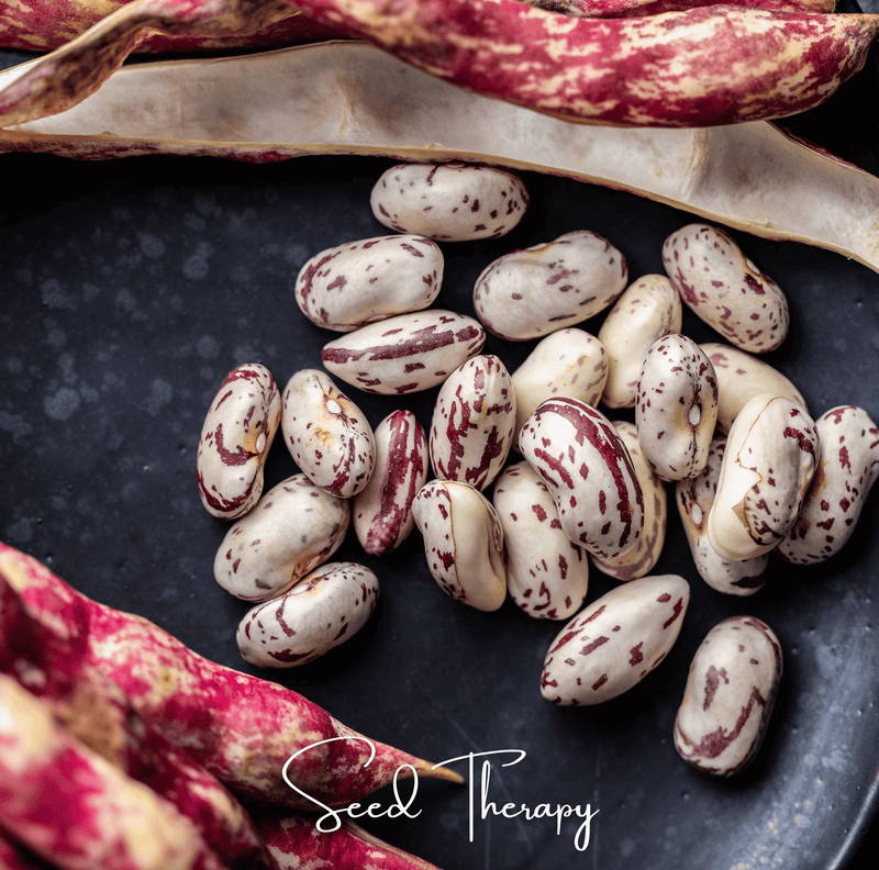 Load image into Gallery viewer, Vermont Cranberry Bean (Bush) – 20 Seeds
