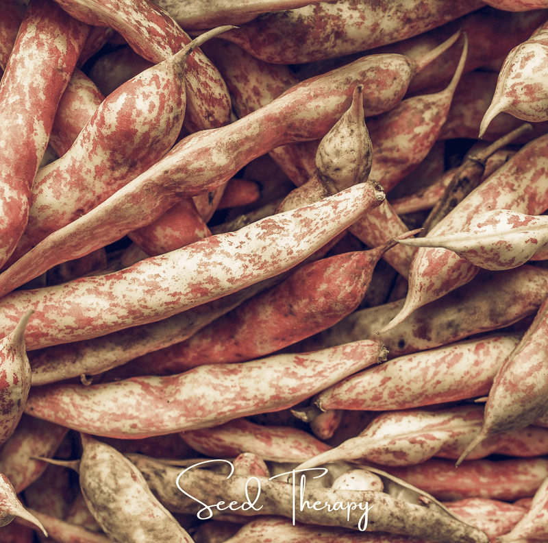 Load image into Gallery viewer, Vermont Cranberry Bean (Bush) – 20 Seeds
