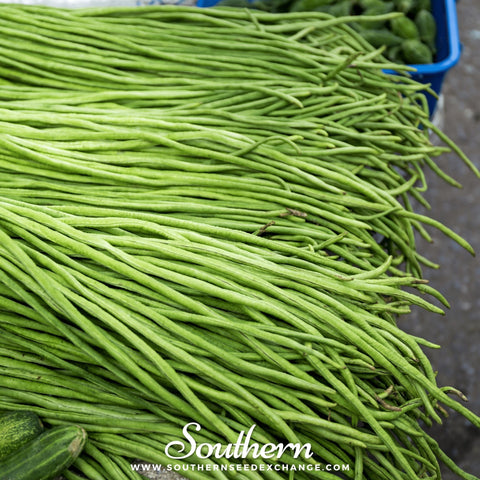 Yard Long Green pole bean seeds package, 15 count, GrowTime Garden Supply