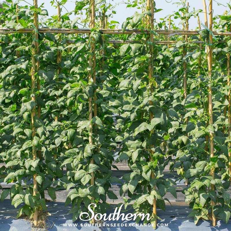 Load image into Gallery viewer, Yard Long Green Bean (Pole) – 15 Seeds

