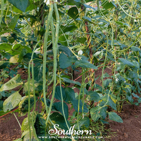 Yard Long Green Bean (Pole) – 15 Seeds, additional product view 2
