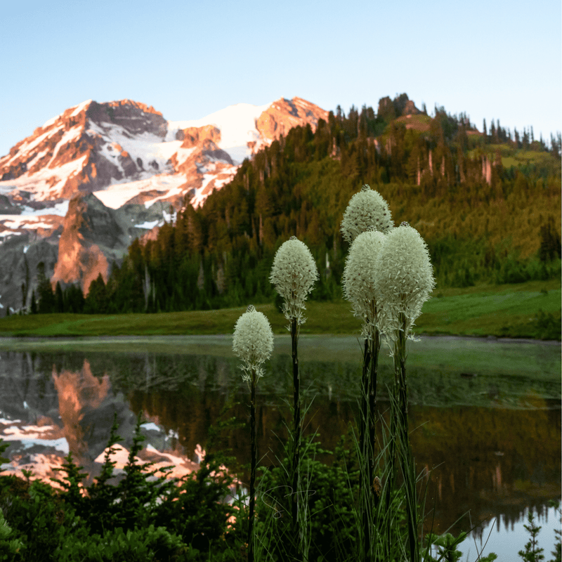 Load image into Gallery viewer, Bear Grass – 50 Seeds
