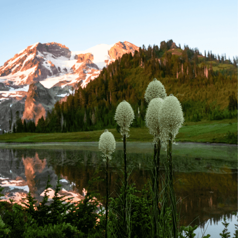 Bear Grass – 50 Seeds, additional product view 2