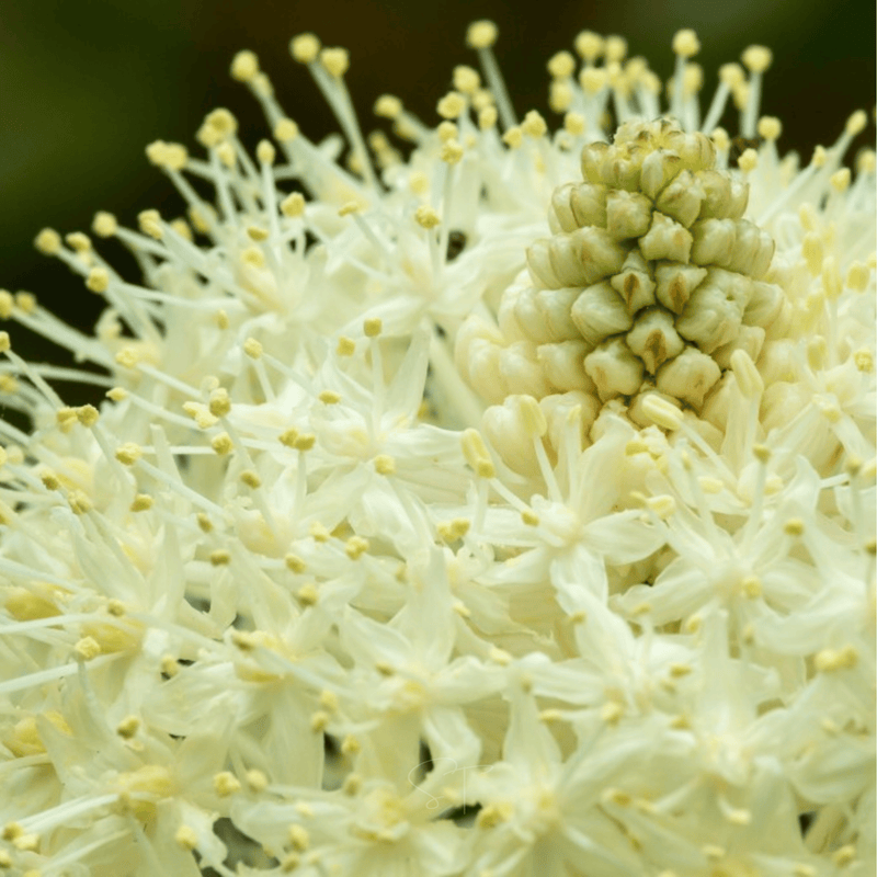Load image into Gallery viewer, Bear Grass – 50 Seeds
