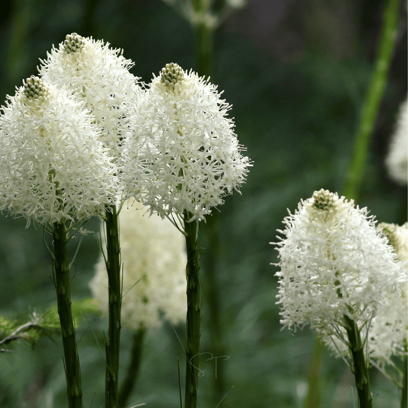 Load image into Gallery viewer, Bear Grass – 50 Seeds
