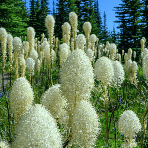 Bear Grass 50 Seeds