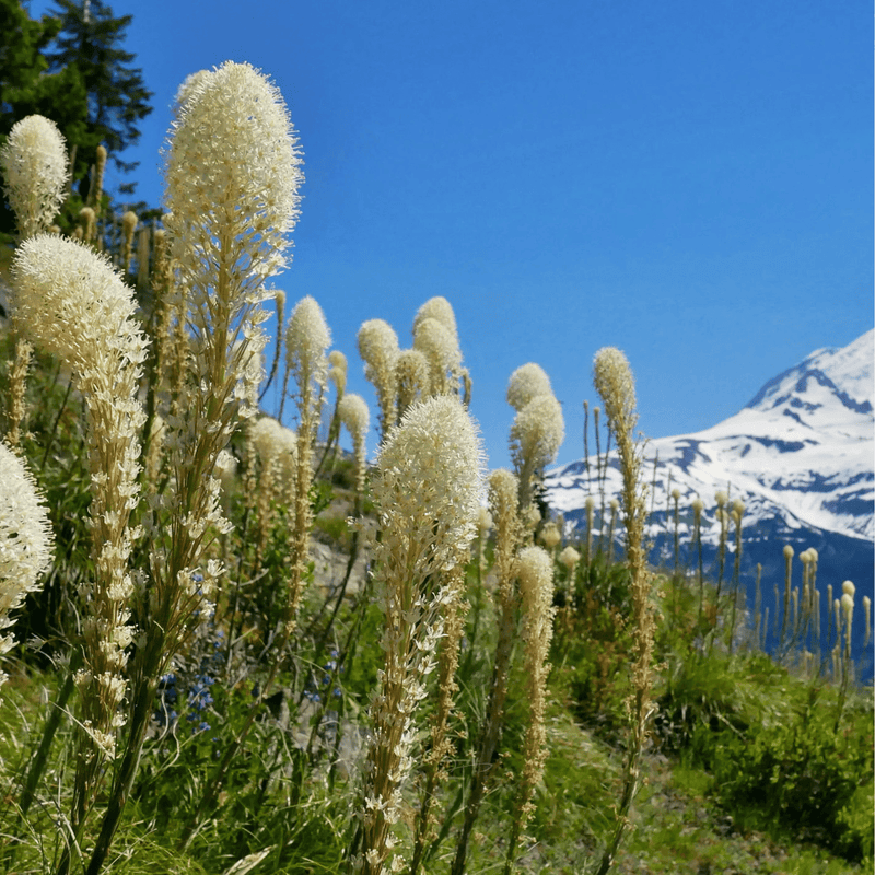 Load image into Gallery viewer, Bear Grass – 50 Seeds
