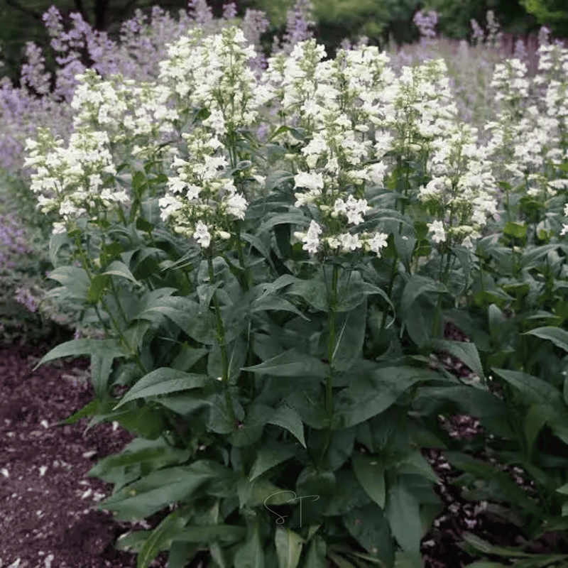 Load image into Gallery viewer, Beardtongue Foxglove – 200 Seeds
