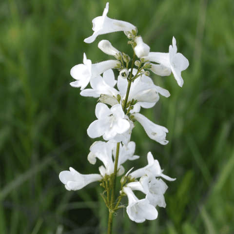 Beardtongue Foxglove – 200 Seeds, additional product view 2