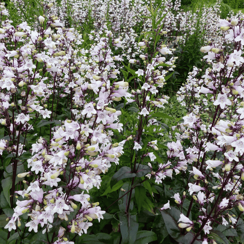 Beardtongue Foxglove 200 Seeds