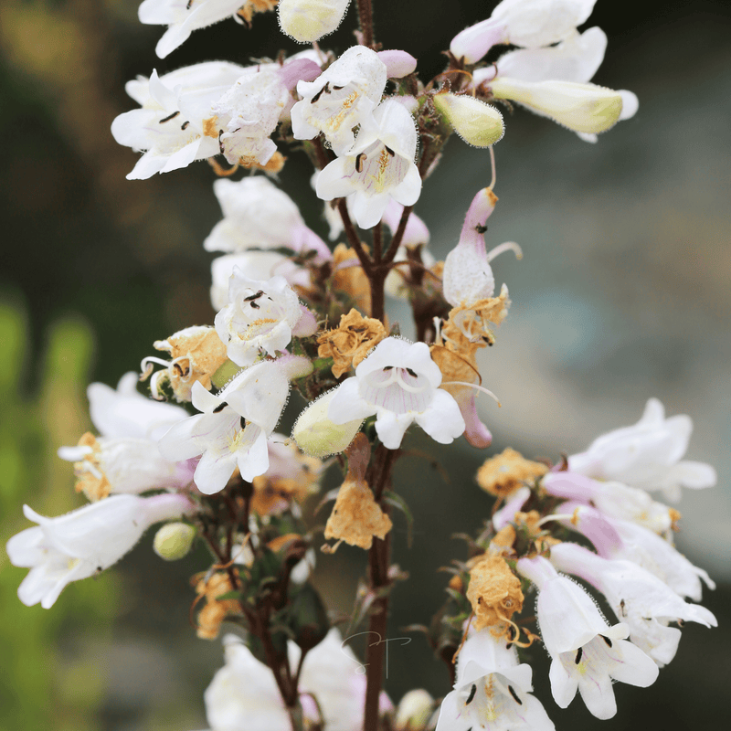 Load image into Gallery viewer, Beardtongue Foxglove – 200 Seeds
