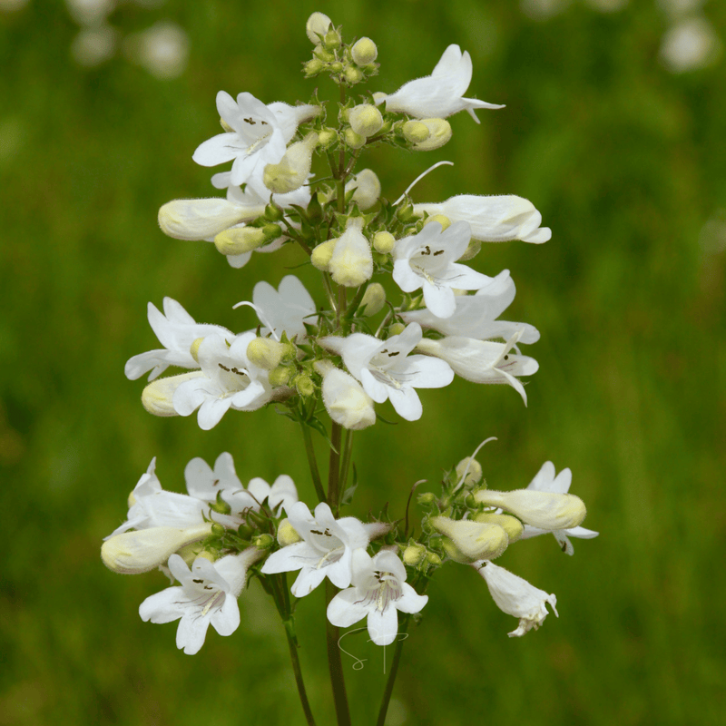 Load image into Gallery viewer, Beardtongue Foxglove – 200 Seeds
