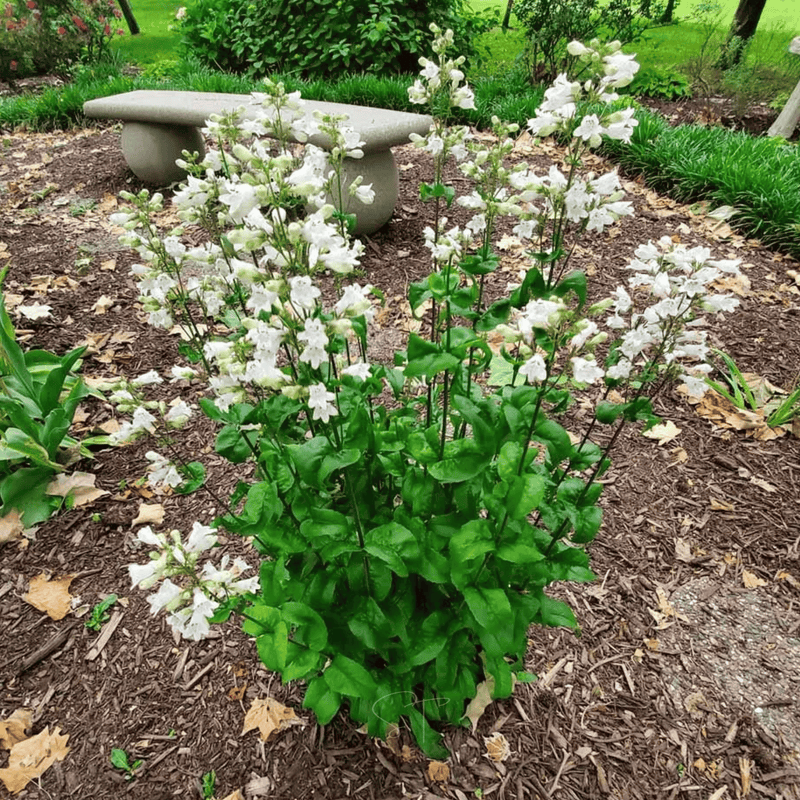 Load image into Gallery viewer, Beardtongue Foxglove – 200 Seeds
