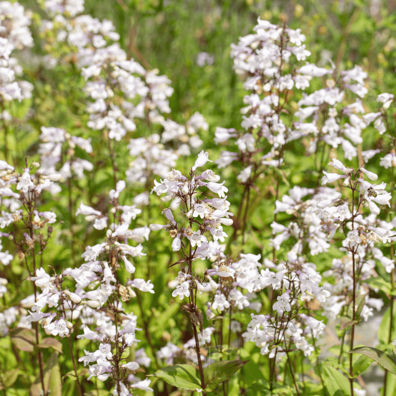 Load image into Gallery viewer, Beardtongue Foxglove – 200 Seeds
