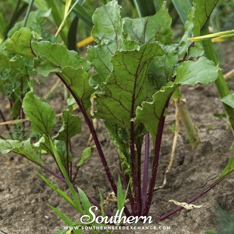 Load image into Gallery viewer, Crosby’s Egyptian Beet – 100 Seeds

