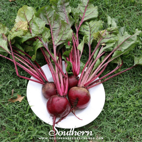 Crosby's Egyptian Beet – 100 Seeds, additional product view 2