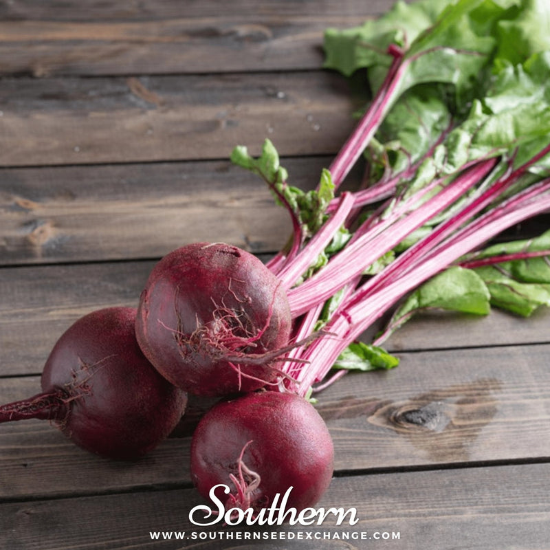 Load image into Gallery viewer, Crosby’s Egyptian Beet – 100 Seeds
