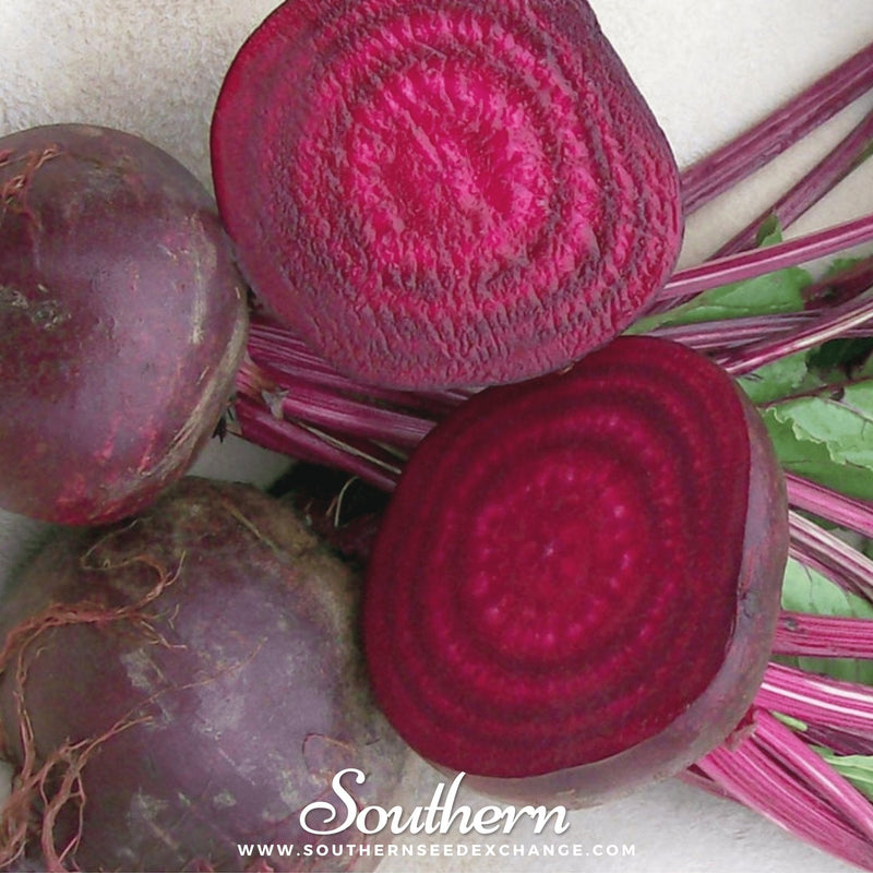 Load image into Gallery viewer, Crosby’s Egyptian Beet – 100 Seeds
