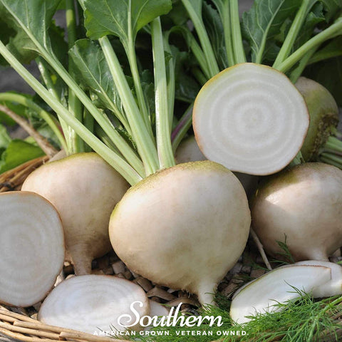 Detroit White Beet – 200 Seeds, additional product view 2