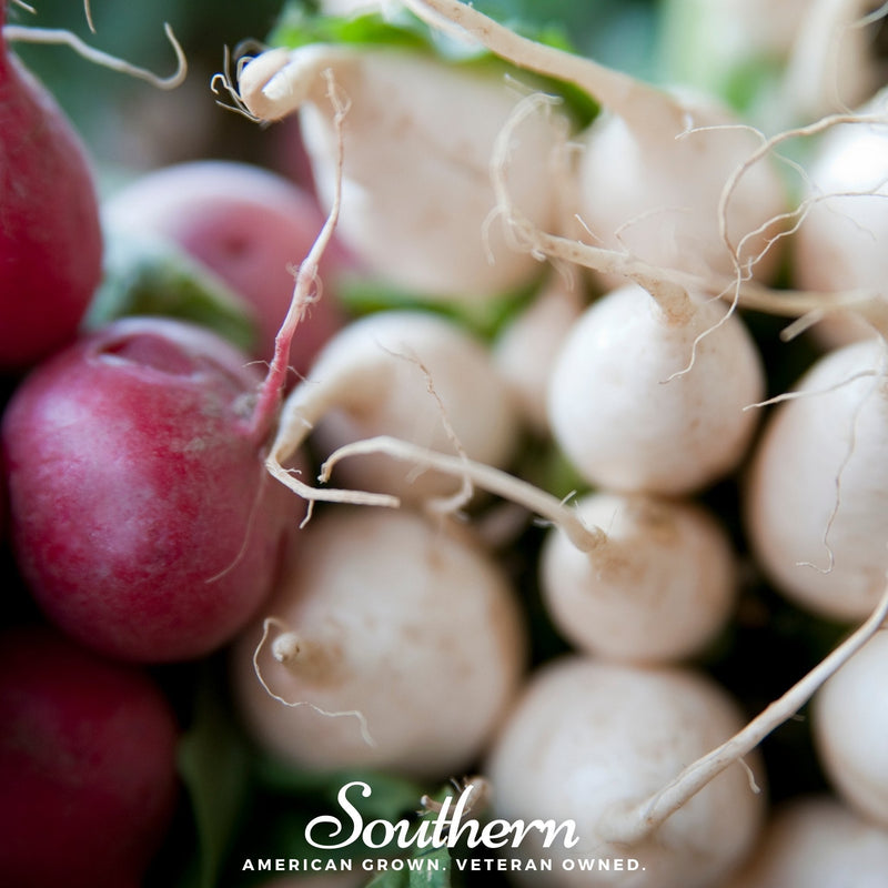 Load image into Gallery viewer, Detroit White Beet – 200 Seeds
