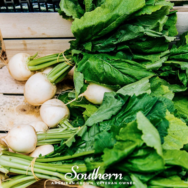 Load image into Gallery viewer, Detroit White Beet – 200 Seeds
