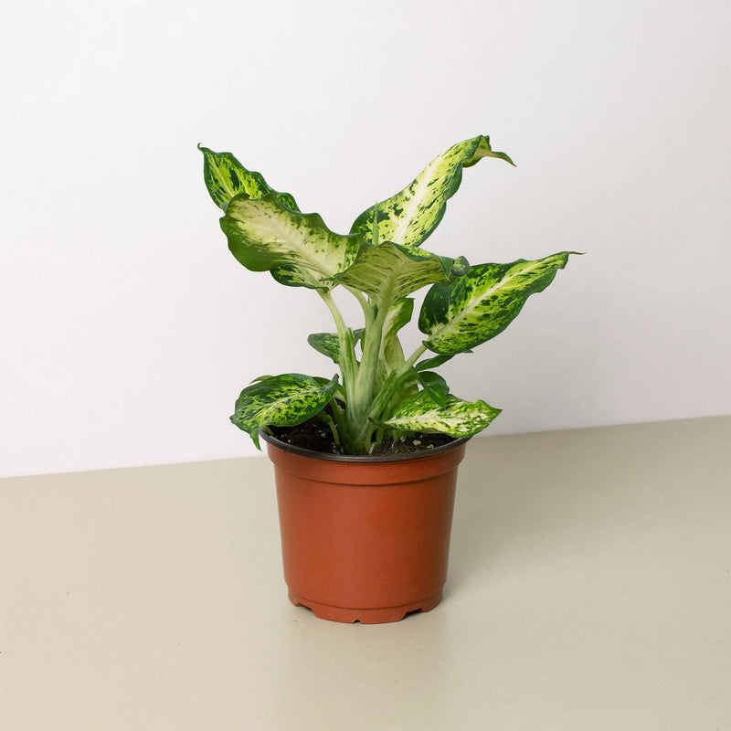 Load image into Gallery viewer, Dieffenbachia 'Amy'
