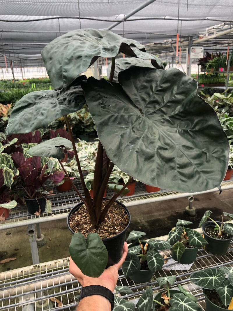 Load image into Gallery viewer, Alocasia 'Serendipity'
