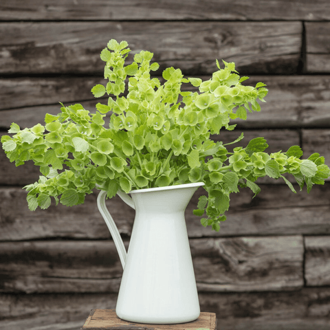 Bells of Ireland – 100 Seeds, additional product view 2