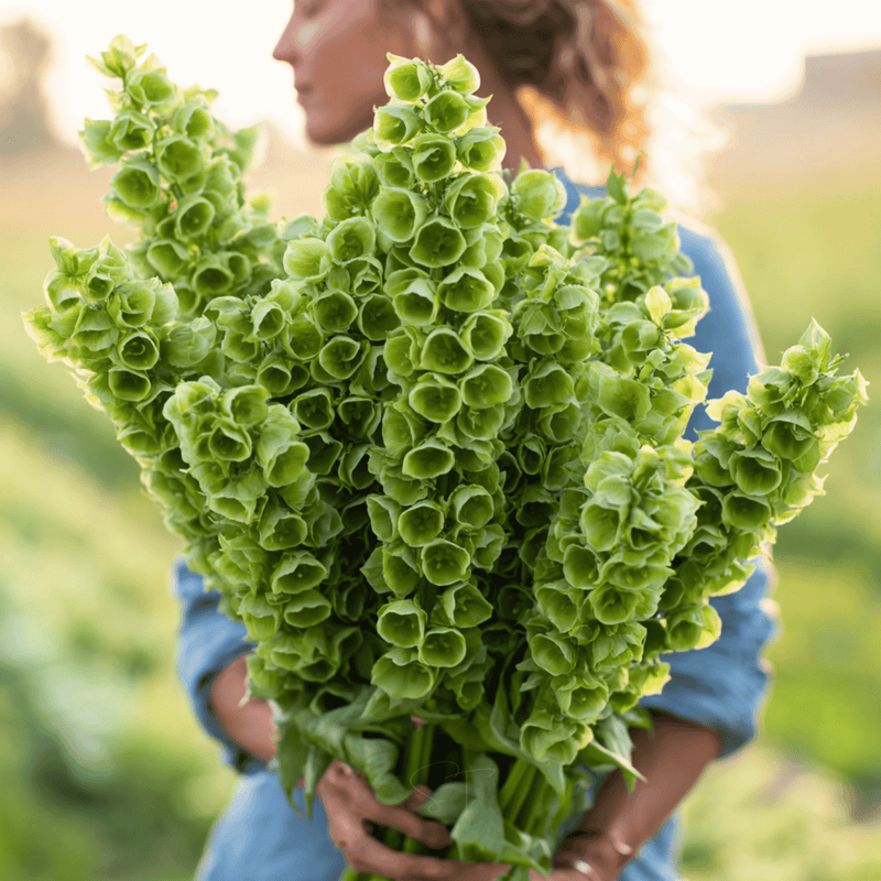 Load image into Gallery viewer, Bells of Ireland – 100 Seeds

