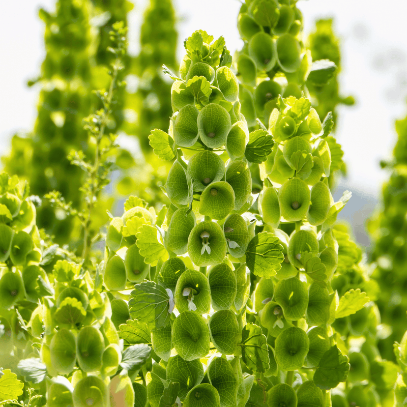 Load image into Gallery viewer, Bells of Ireland – 100 Seeds
