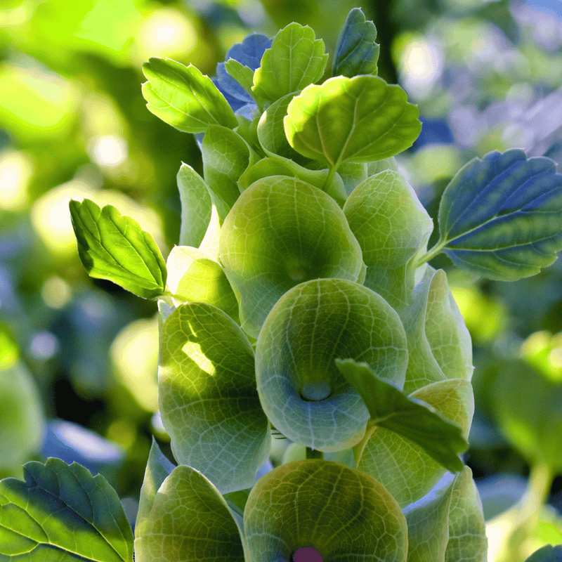 Load image into Gallery viewer, Bells of Ireland – 100 Seeds
