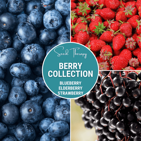 Berry Seed Collection Elderberry Blueberry Strawberry